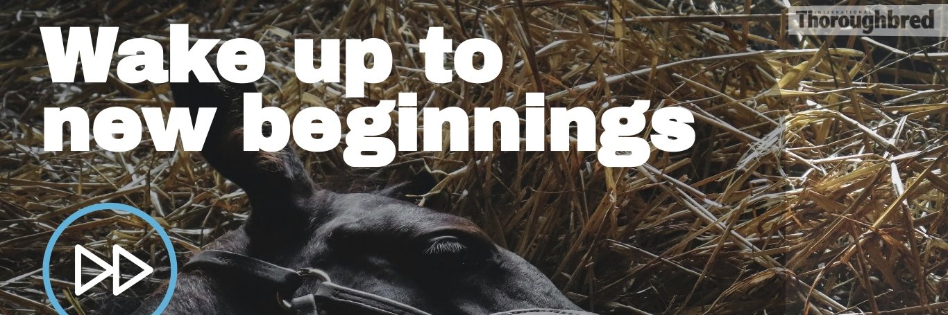 International Thoroughbred banner