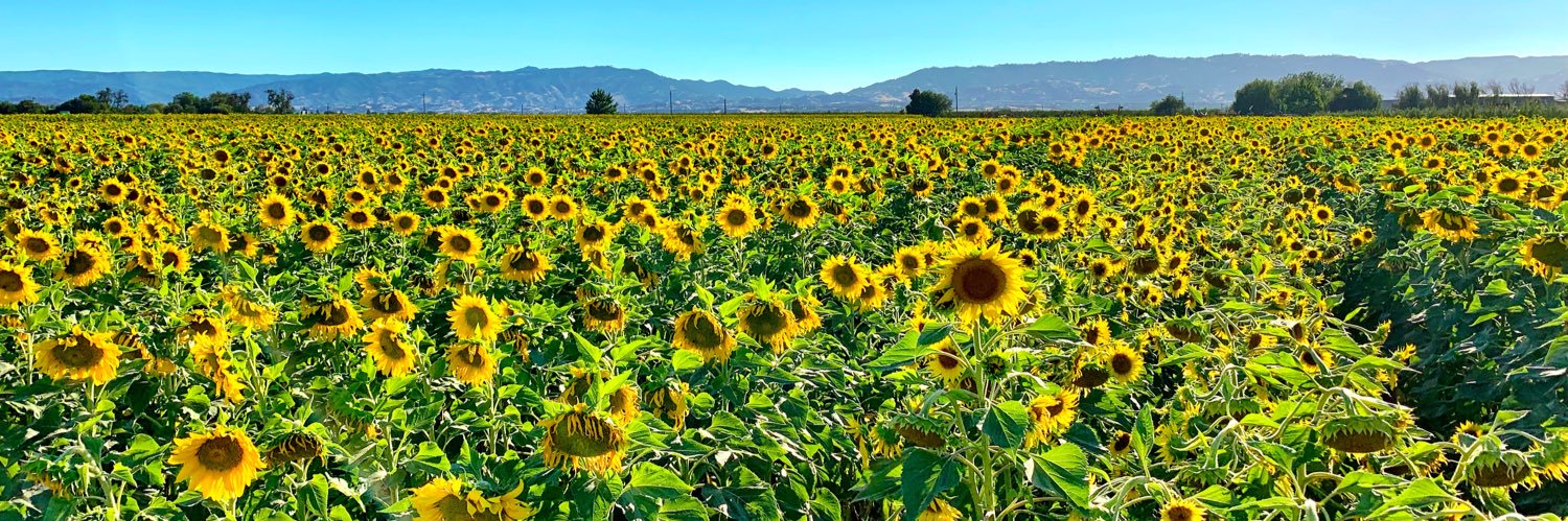 Colleen McCain Nelson banner