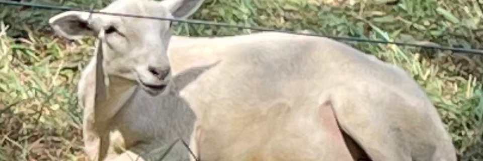 PrudenceGag's profile banner image