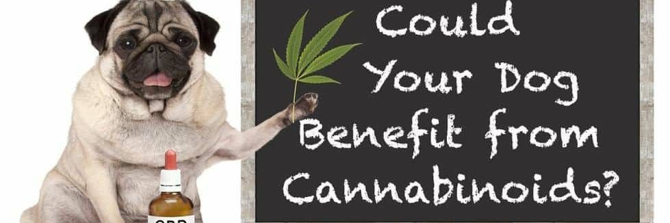 GourmetHospital's profile banner image