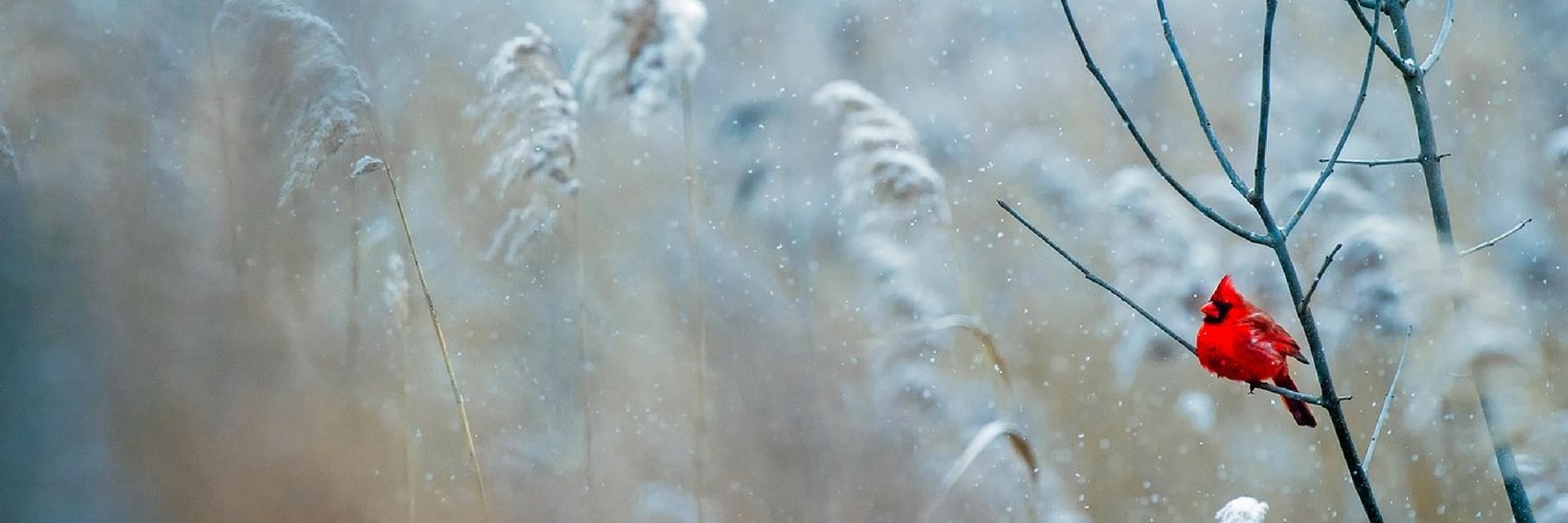 TwigLiving's profile banner image