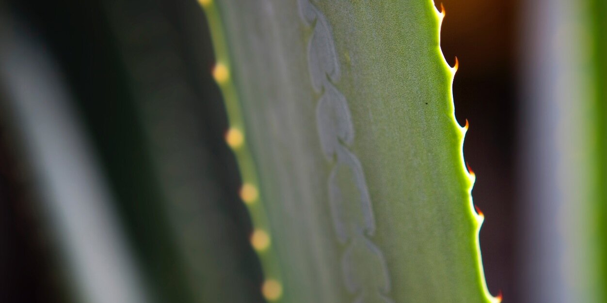 Grover Sanschagrin banner