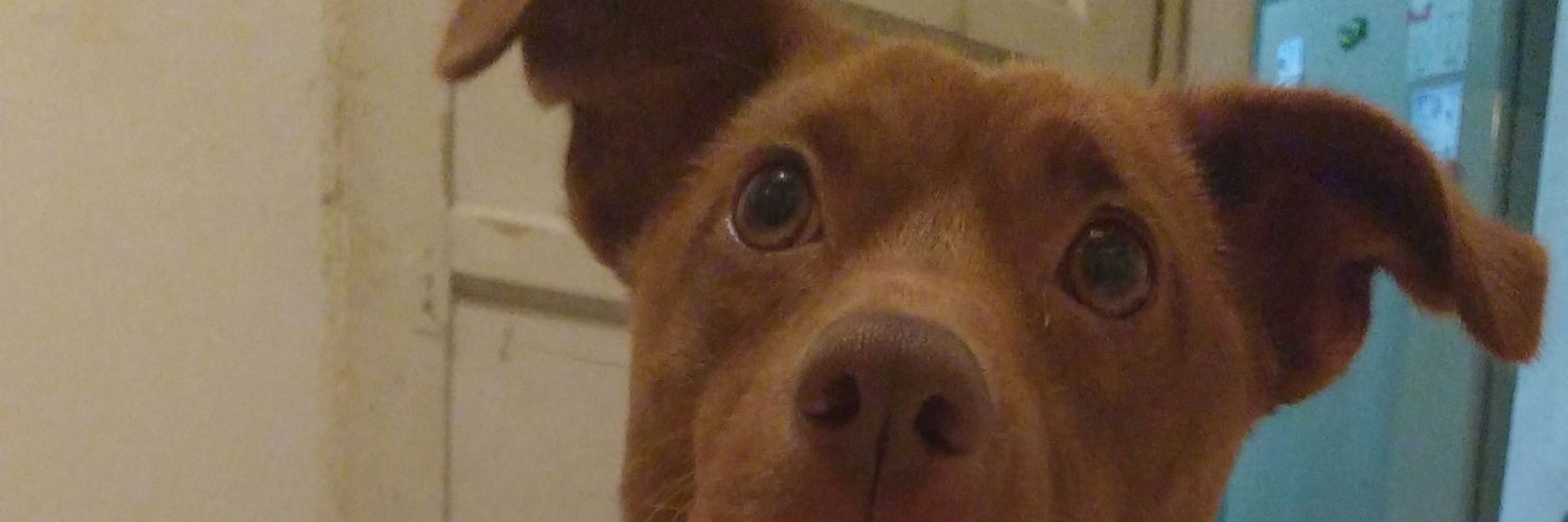 figueiredooo_'s profile banner image