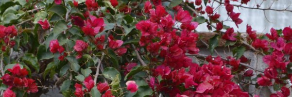 manme_ve's profile banner image