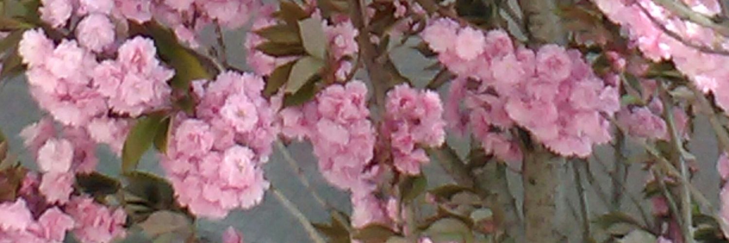 donna_marli's profile banner image