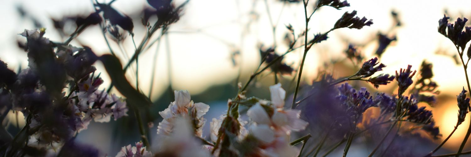 Silvia_ReC's profile banner image