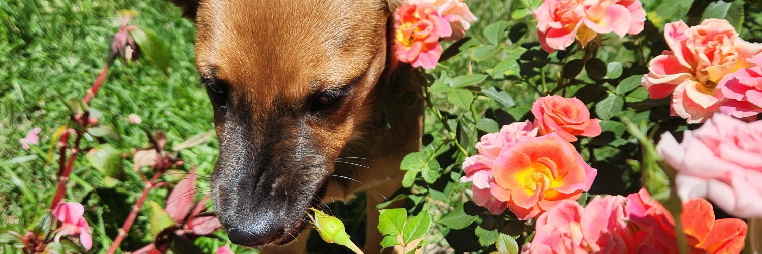 giuliuque's profile banner image