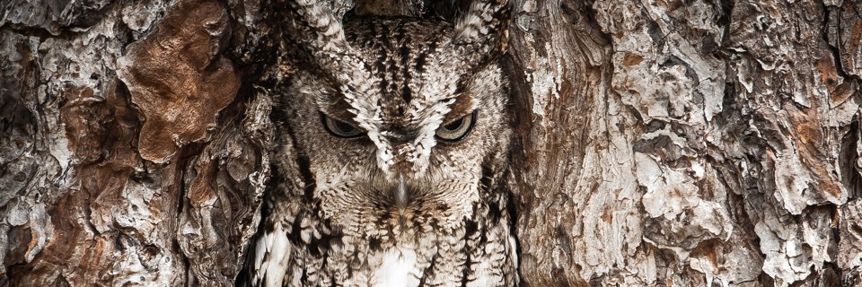 LoaferNed's profile banner image