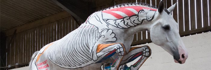 Horses Inside Out banner