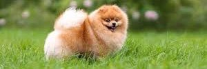 Lulu da pomerania banner
