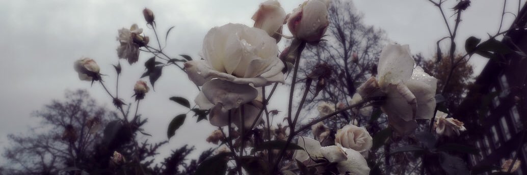 LavishAuthor's profile banner image
