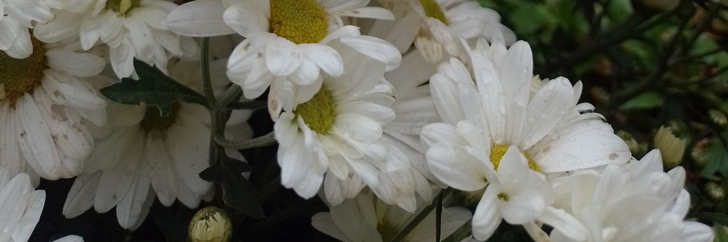 FlorSawchik's profile banner image