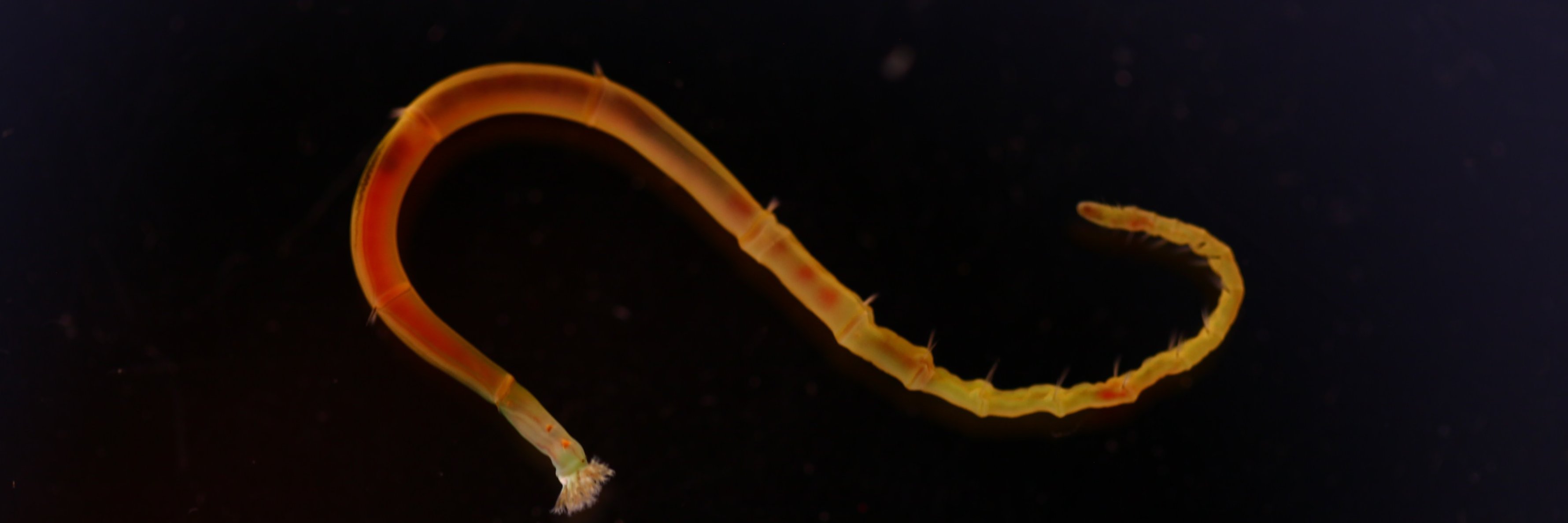 Martín-Durán lab's banner