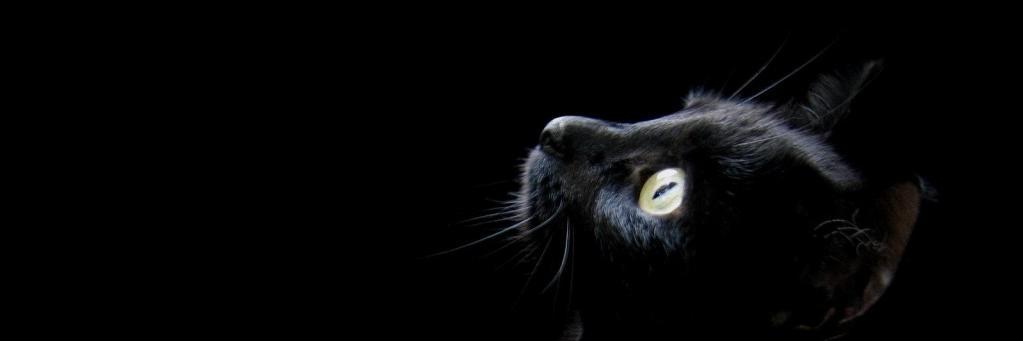 ireneinsomnia's profile banner image