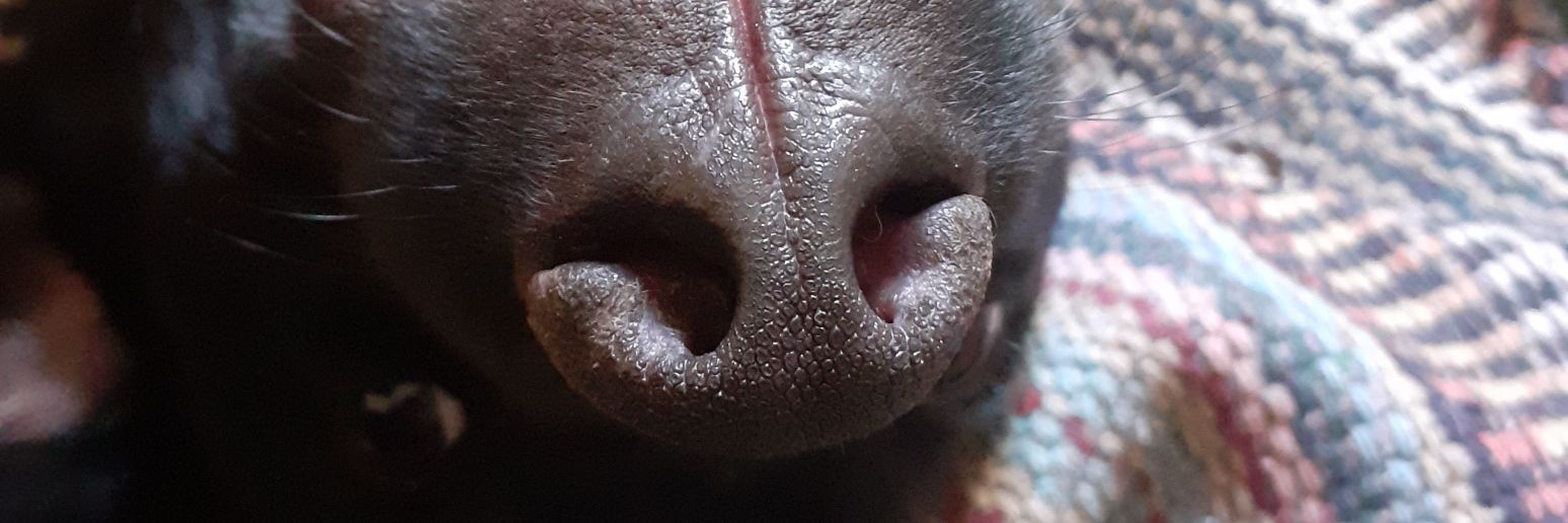 Tamyylunaa's profile banner image