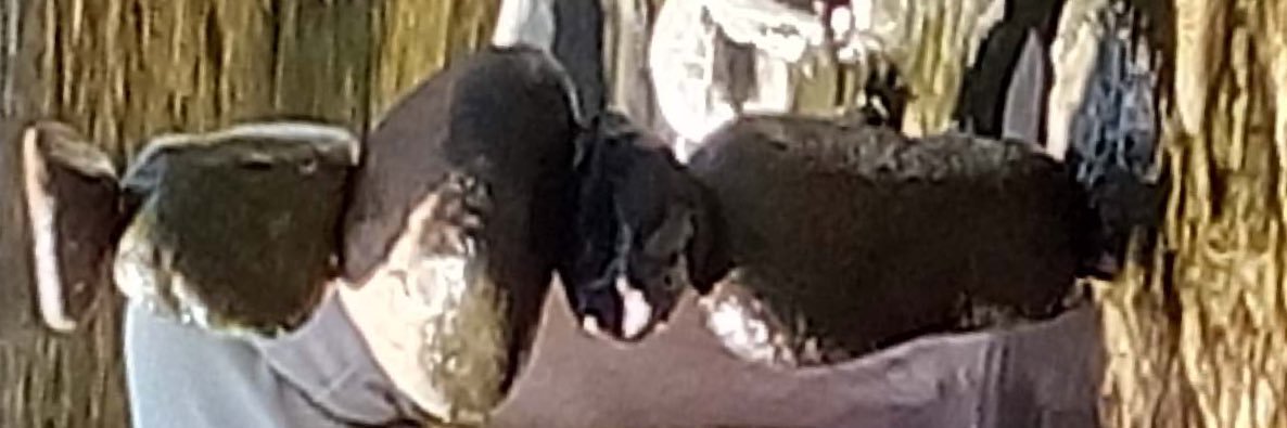 Christophe Nicaise banner