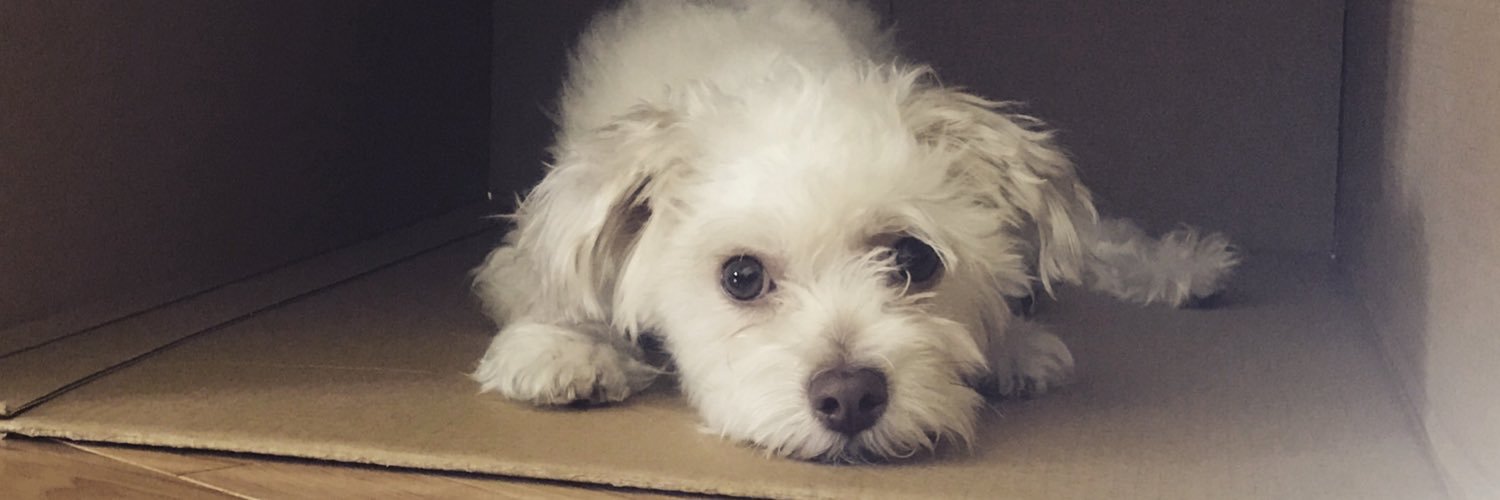 Jonah 🐶✨(in memorium) banner