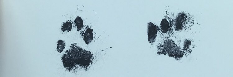 raeharr1son's profile banner image