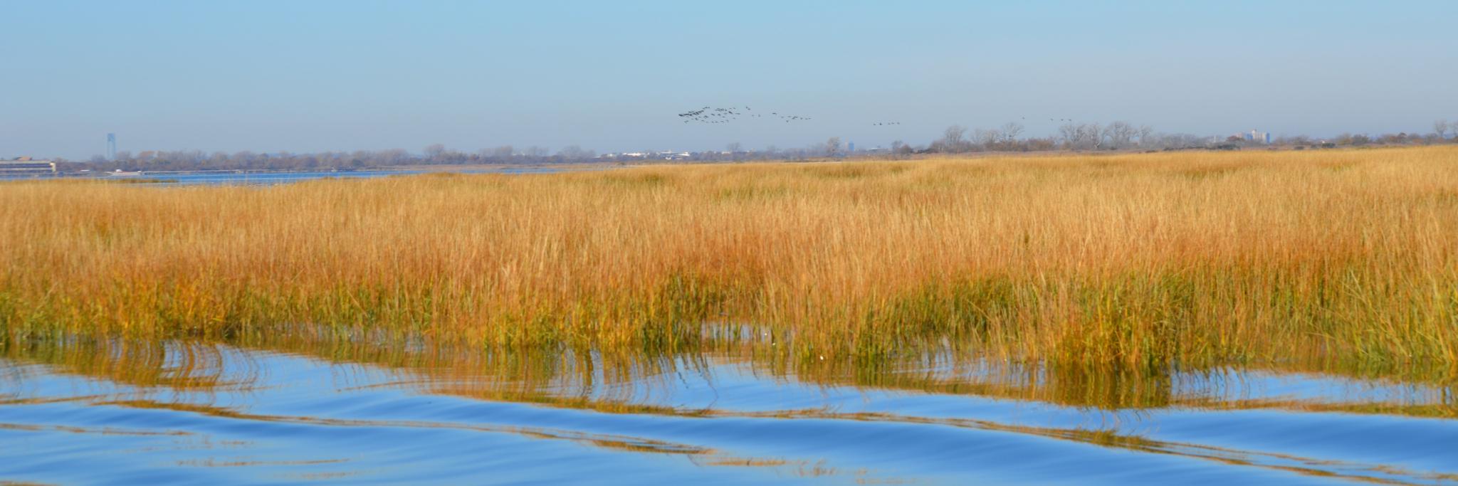 NY-NJ Harbor Estuary's banner