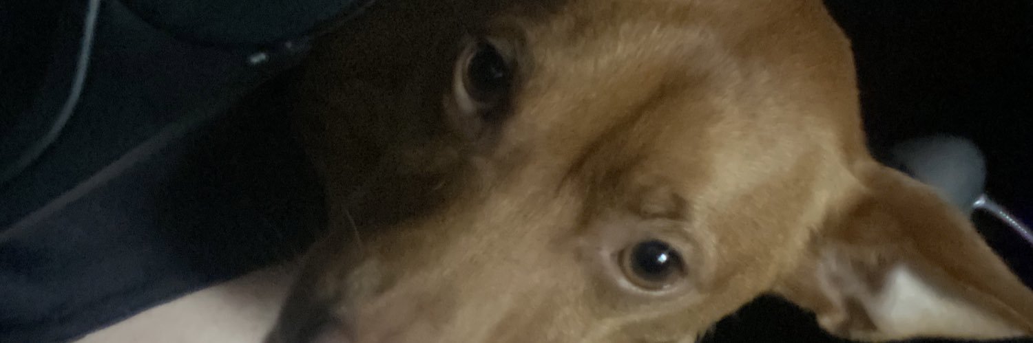 VoodooDollTroll's profile banner image