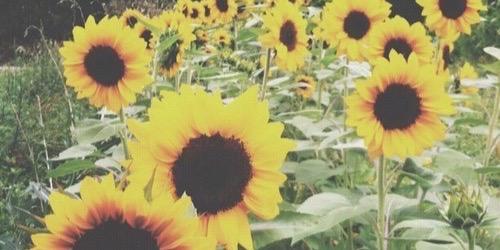 ChONTELLEFRASER's profile banner image