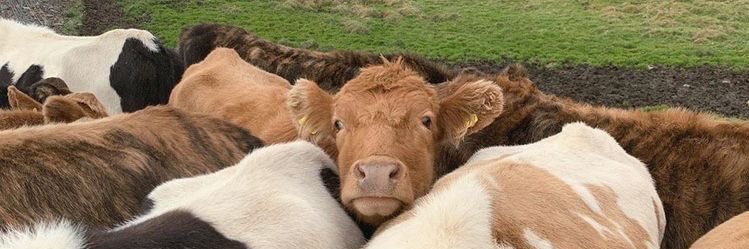 Taymoo 🐮 banner