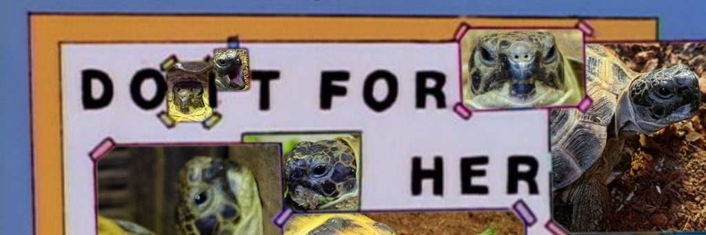 bon 🐢 banner