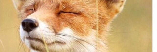 _sailaw's profile banner image
