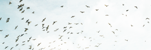 GiioDelicity's profile banner image