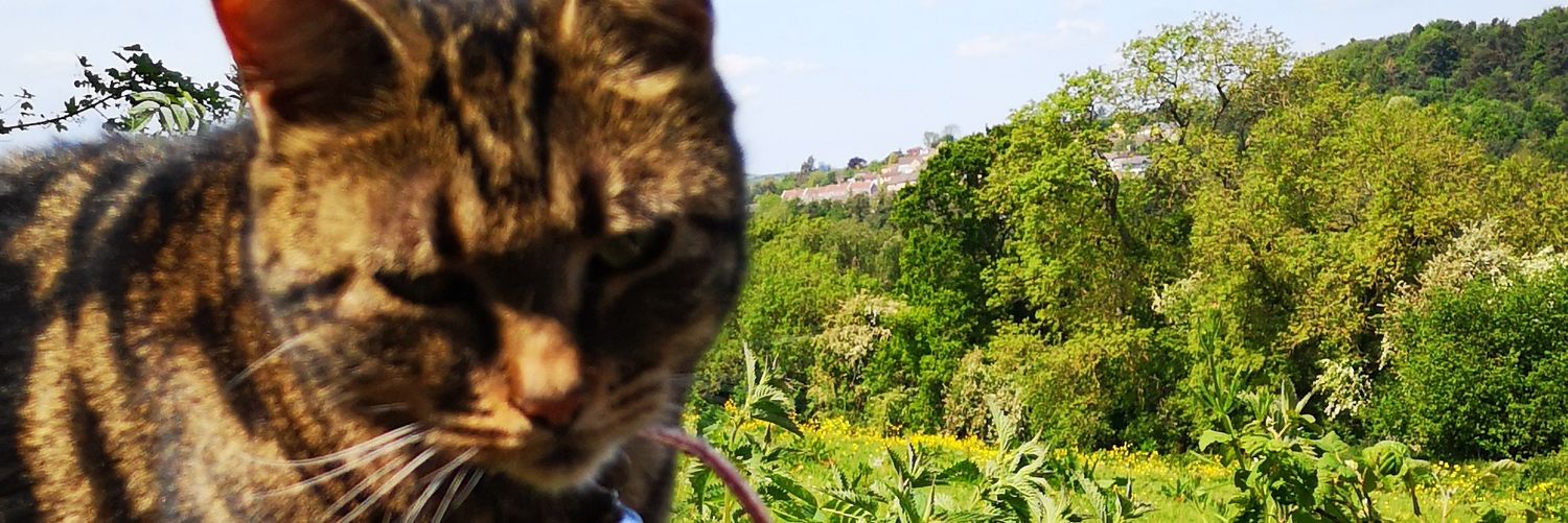 Jennylou1's profile banner image