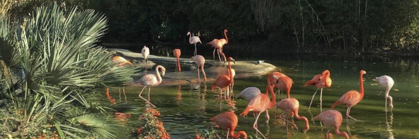 caarolinejacko's profile banner image