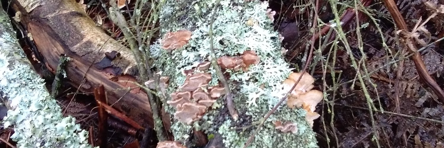 ForestContinent 🛸🐐 banner