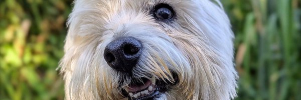 snoopysue71 Profile Banner