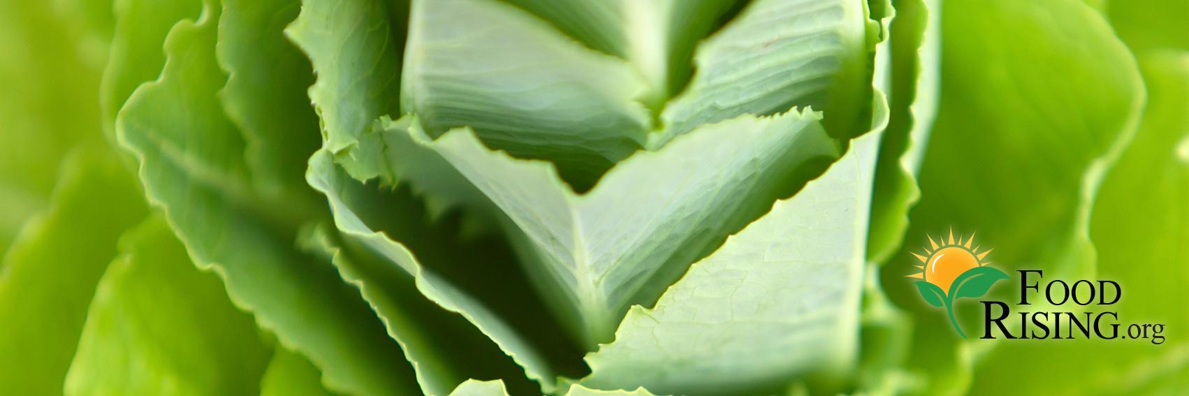 FoodRisingNow's profile banner image