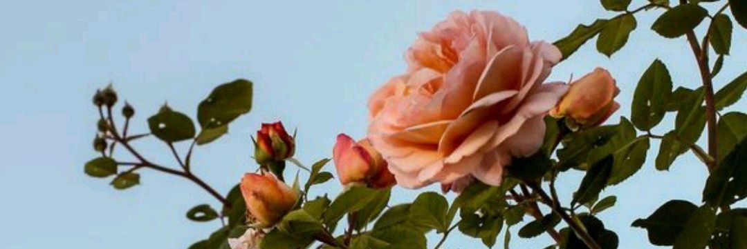 _ropedraza's profile banner image