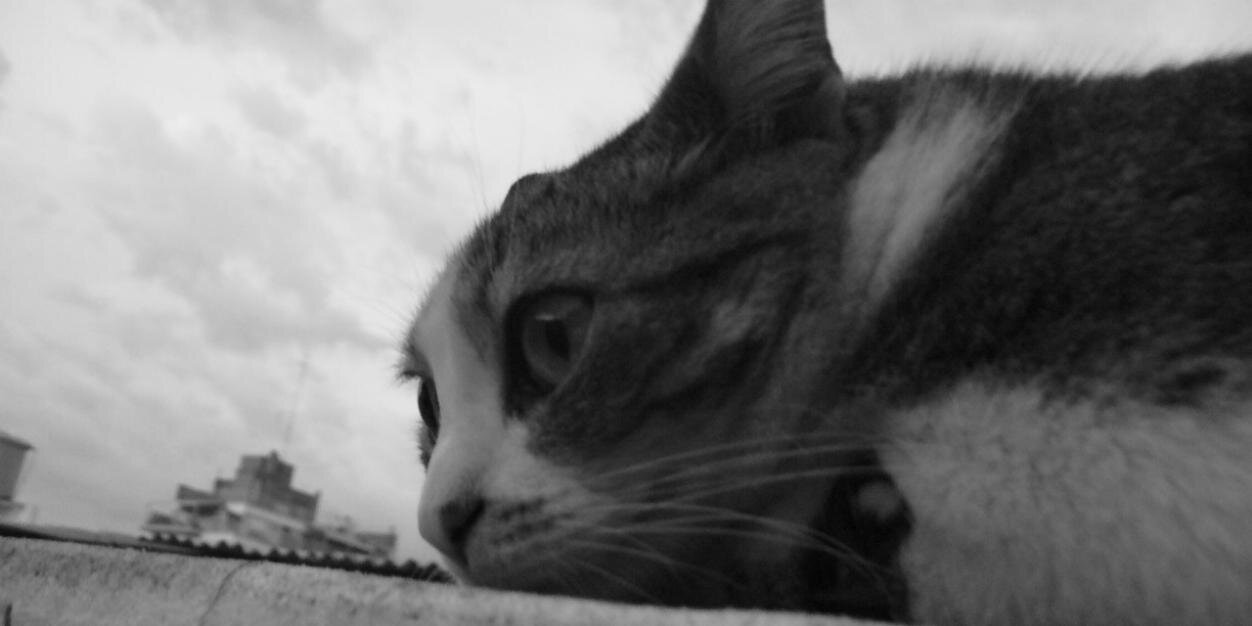 jlimona's profile banner image