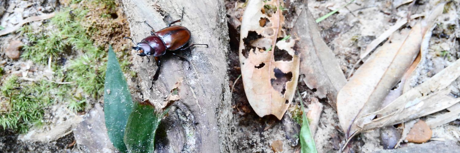 katyusyainsect's profile banner image