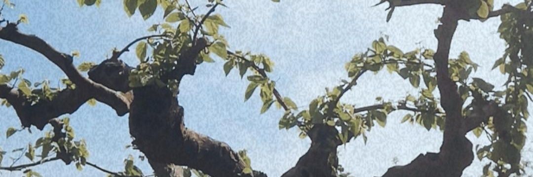 lidiabordeje's profile banner image