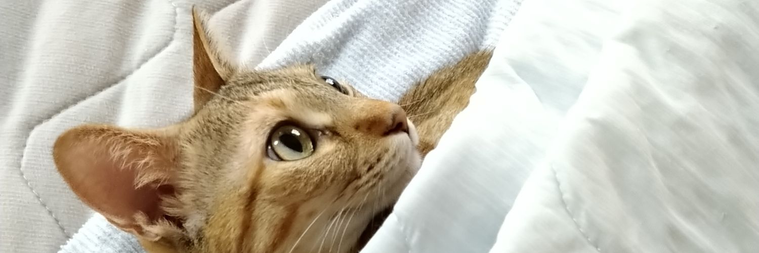 MizPengin's profile banner image