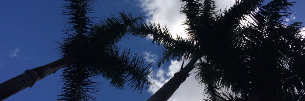 BAraujo95's profile banner image