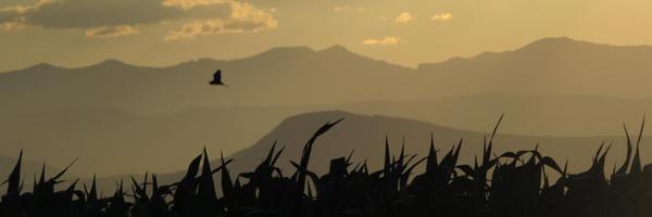 DanielStreicker Profile Banner