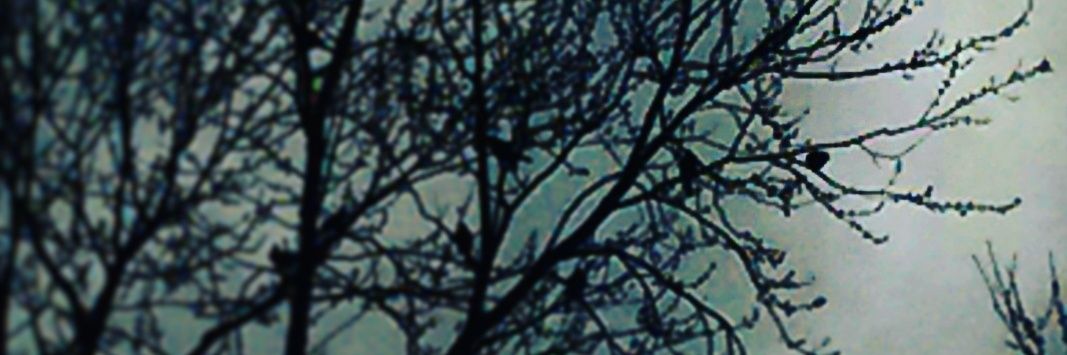 Redwood_PS's profile banner image