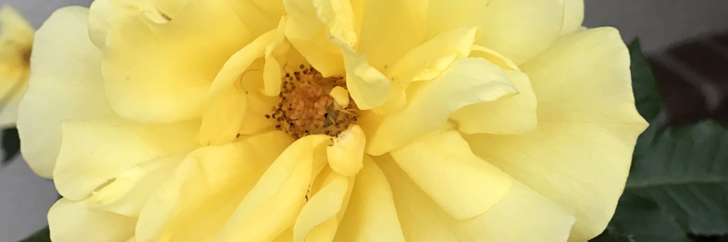 Josephine (Jo) McHugh banner