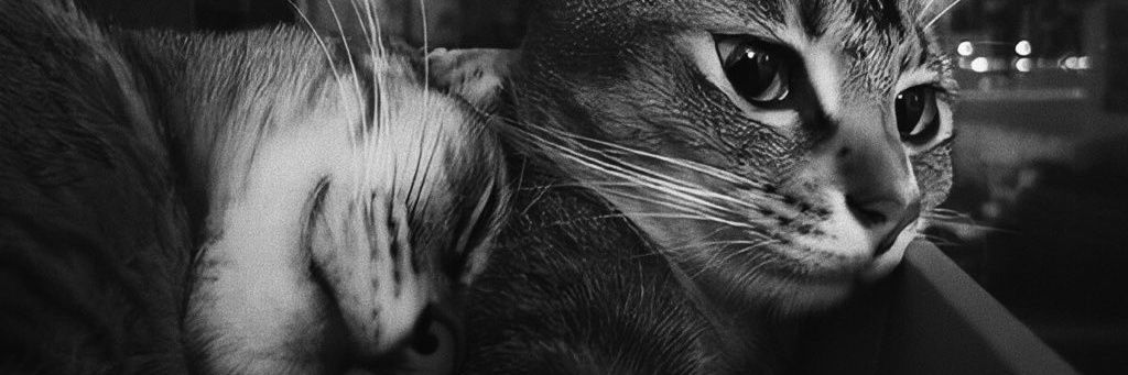 PauBB96's profile banner image