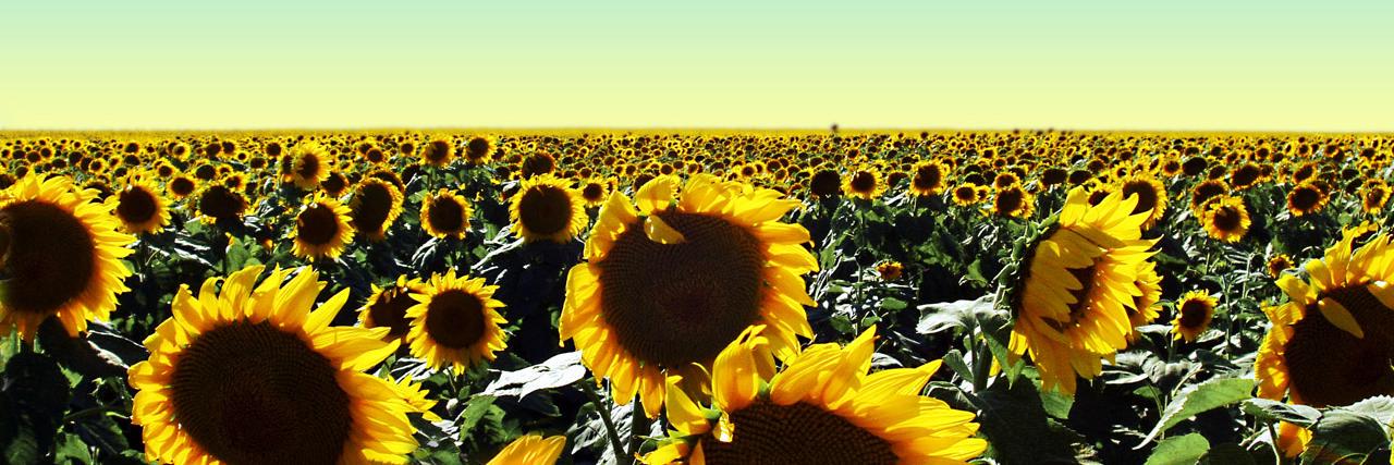 Michele Grega (Meshover) banner