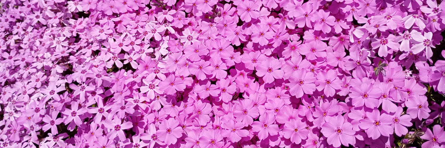 Asagohanto's profile banner image