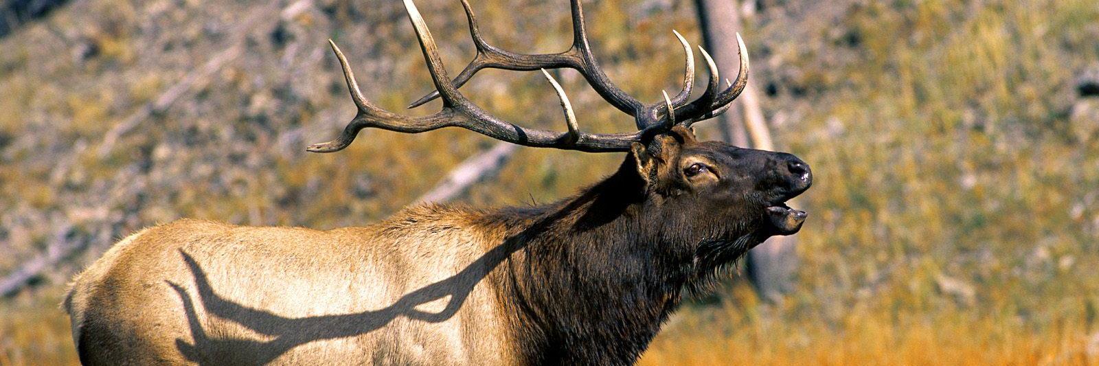 mark finstrom banner