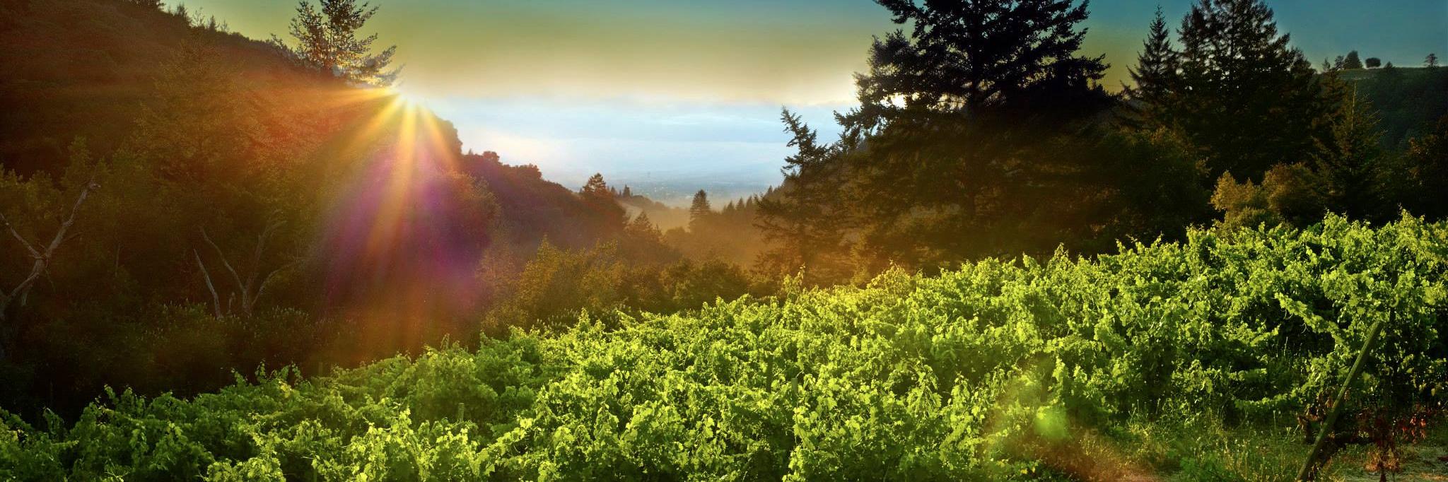 Savannah Chanelle banner