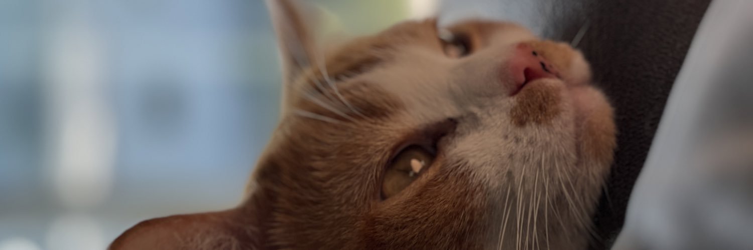 Quilbard's profile banner image