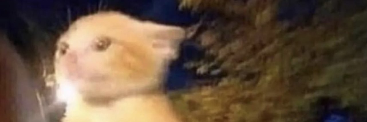 _bdog's profile banner image